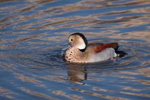Ringed Teal swimming on a lake photo