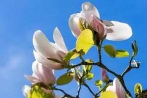 Magnolia Tree Flowering photo