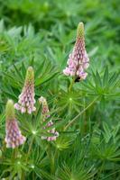 Wild Lupins flowering by a river in Scotalnd photo