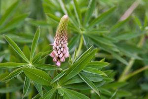 Wild Lupin growing wild in Scotland photo