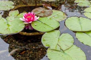 Coins in a Water Lily pond photo