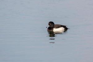 Tufted Duck on a lake in London