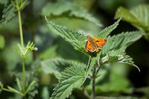 Male Large Skipper Butterfly photo