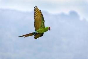 Military Macaw in flight photo