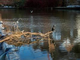 Cormorant standing on a fallen tree stuck in the weir on the River Wear in Durham photo