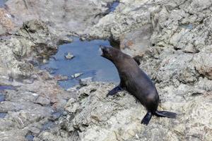 New Zealand Fur Seal photo