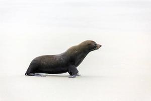 New Zealand Fur Seal photo