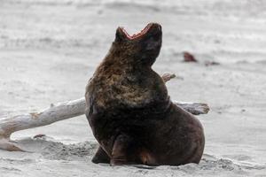 New Zealand Sea Lion photo