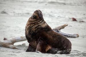 león marino de nueva zelanda foto