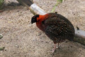 Satyr Tragopan standing in the sand photo