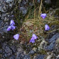 Blue Harebell Flowering in Scotland photo
