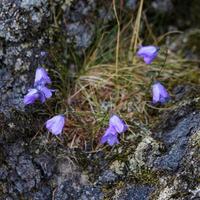 campanilla azul floreciendo en escocia foto