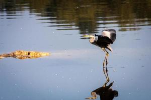 Grey Heron Coming in to Land photo