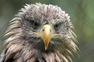 White-tailed Sea Eagle photo