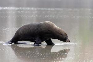 New Zealand Fur Seal on the beach photo