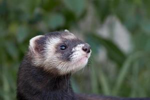 Portrait of a Polecat-coloured Ferret photo