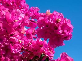 Vibrant pink Bougainvillea flowering profusely in Marbella photo