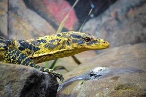 Philippine Water Monitor photo