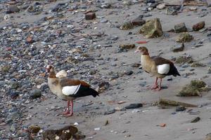 Egyptian Geese on the South Bank of the Thames photo