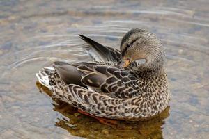 Female Mallard on the water photo