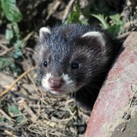 European Polecat close up photo