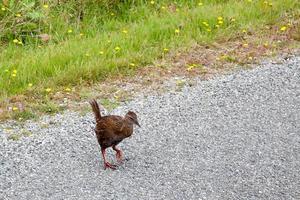 Weka on a road in New Zealand photo