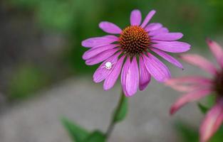 White Crab spider photo