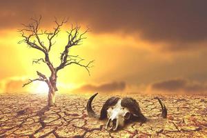 Skulls of animals that die from dehydration and drought. Drought concept. The concept of drought, global warming and the environment. photo