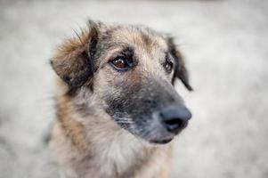 lindo perrito sentado felizmente. foto