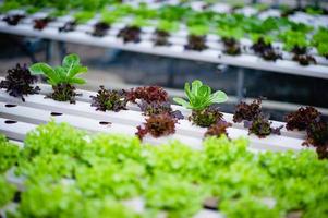 Organic vegetable salad garden photo