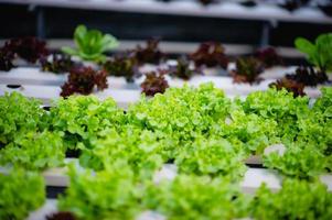 Organic vegetable salad garden photo