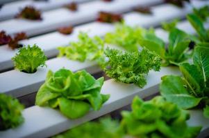 Organic vegetable salad garden photo