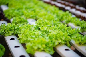 Organic vegetable salad garden photo