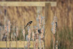Common Stonechat perched on a bulrush seed head photo