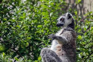 Ring-Tailed Lemur sitting upright photo