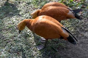 un par de shelduck rojizo o pato brahminy foto