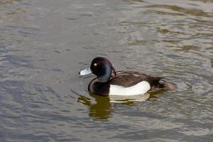 Tufted Duck on the water