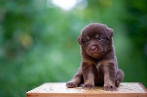 lindos cachorros marrones sentados en la mesa foto