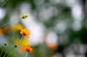 flores amarillas en un hermoso jardín de flores, primer plano con bokeh foto