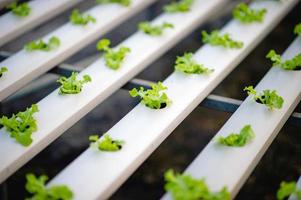 Organic vegetable salad garden photo