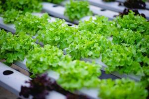 Organic vegetable salad garden photo