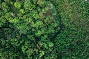 road and green trees from above in the summer forest photo