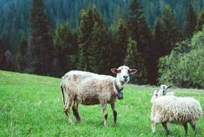 nice cute coats and sheep grazing in the hills of the mountains photo