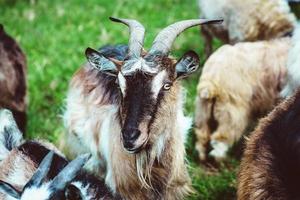 nice cute coats and sheep grazing in the hills of the mountains photo