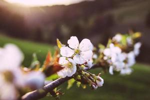 Cherry Tree brunch in bloom at the sunset in the mountains in spring photo