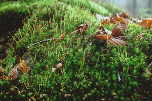 green moss in the forest photo