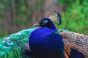 Elegant blue and green birds peacock on the nature background photo