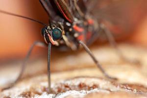 mariposa morfo azul alimentándose de alguna fruta podrida foto