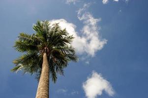 The coconut trees and the sky have beautiful clouds. photo