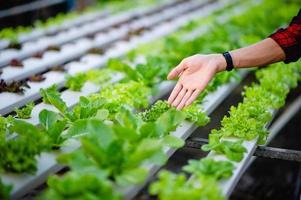 ensalada de mano y verde, vegetales no tóxicos concepto de vegetales saludables foto